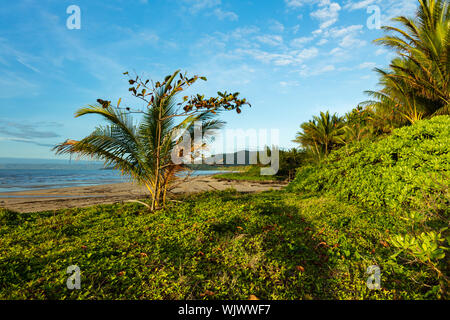 Wonga Beach, Queensland, Australie. Tôt le matin à Wonga Beach au nord de Mossman en Far North Queensland tropical. Banque D'Images