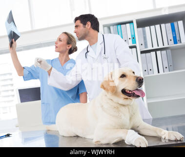 Vétérinaire à collègue discuter de Xray dog in clinic Banque D'Images