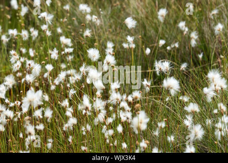 Cotton-Grass (Eriophorum sp.) qui fleurit dans une tourbière alpine sur le sentier de la crête du sud de Cadillac Mountain, l'Acadia National Park, Maine, USA. Banque D'Images