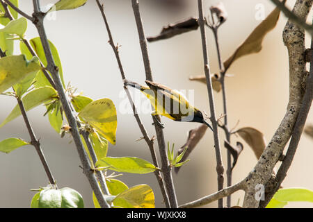 À dos olive Sunbird (Chalcomitra jugularis) lui-même se percher sur un bâton Banque D'Images