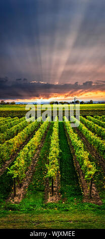 Panorama vertical de vignoble au coucher du soleil dans la péninsule du Niagara, Ontario, Canada. Banque D'Images