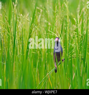 Beaux oiseaux Bruant Java (Lonchura oryzivora) dans le champ de riz Banque D'Images