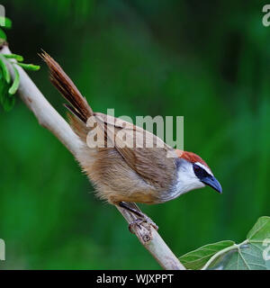 Chestnut-capped discoureur magnifique oiseau (Timalia pileata), debout sur une branche Banque D'Images