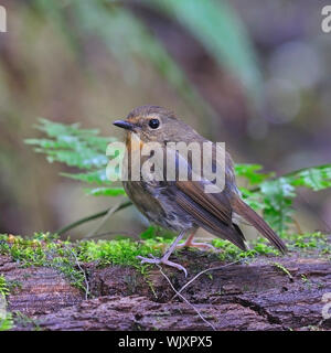 Oiseaux moucherolle, femme Harfang-browed Flycatcher (Ficedula hyperythra), portrait Banque D'Images