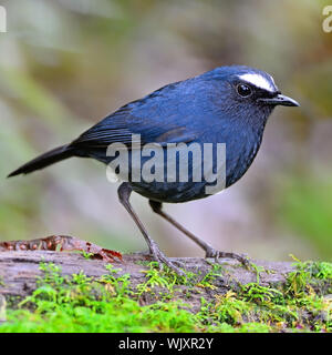 Oiseau Noir shortwing, homme White-browed Shortwing (Brachypteryx montana), debout sur le log Banque D'Images