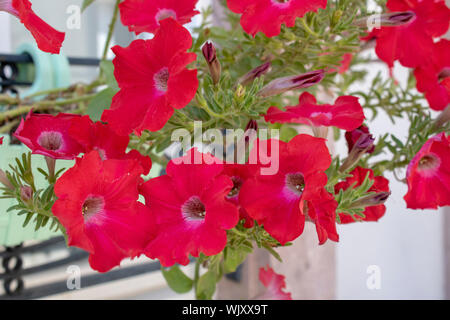 Close-up shoot de Pétunia grandiflora plante rouge. En rouge Banque D'Images