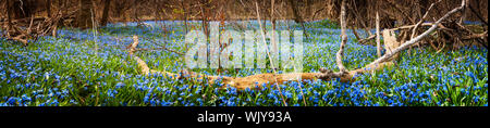 Panorama du début du printemps des fleurs bleu gloire de la floraison de la neige en abondance sur le sol de la forêt. L'Ontario, Canada. Banque D'Images