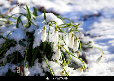 Des fleurs sur la neige pendant snowdrop journée de printemps ensoleillée Banque D'Images