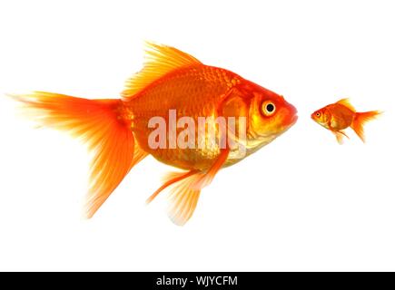 Grand et petit poisson rouge montrant différents concours ou concept d'amitié Banque D'Images