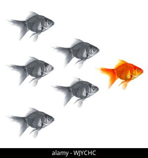 Poisson rouge montrant le succès de la discrimination de l'individualité de leadership ou de concept de motivation Banque D'Images