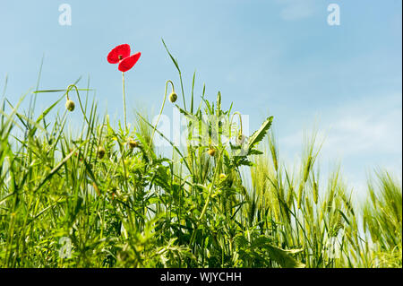 Fleurs sauvages comme les coquelicots près du champ de blé Banque D'Images