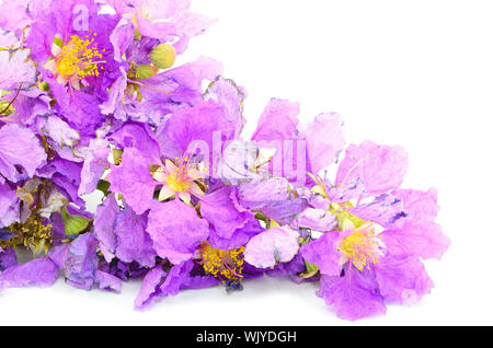 Fleur, fleur violette, la fierté de l'Inde ou l'imprimeur de la fleur (Lagerstroemia speciosa), isolé sur fond blanc Banque D'Images