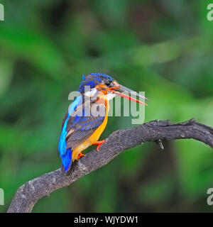 Avaler le poisson, le hibou bleui femelle Kingfisher (Alcedo meninting) assis sur une branche Banque D'Images