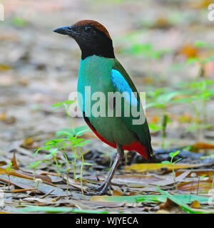 Pitta Pitta colorés, le phoque à capuchon (Pitta sordida), debout sur le sol, portrait Banque D'Images