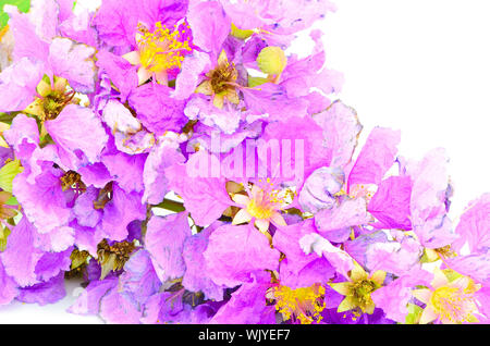 Fleur, la fierté de l'Inde ou l'imprimeur de la fleur (Lagerstroemia speciosa), isolé sur fond blanc Banque D'Images