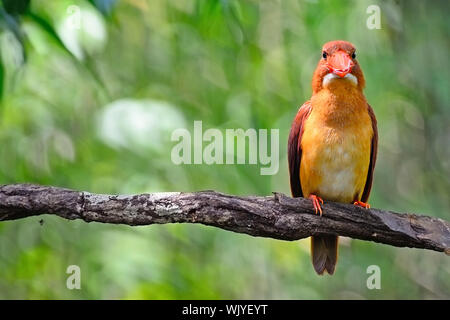 Ruddy masculin (Kingfisher Halcyon coromanda, face-à-face sur une branche Banque D'Images