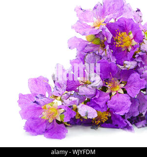 Fleur, belle fleur violette, la fierté de l'Inde ou l'imprimeur de la fleur (Lagerstroemia speciosa), isolé sur fond blanc Banque D'Images