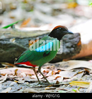 Pitta Pitta colorés, le phoque à capuchon (Pitta sordida), debout sur le sol, portrait Banque D'Images