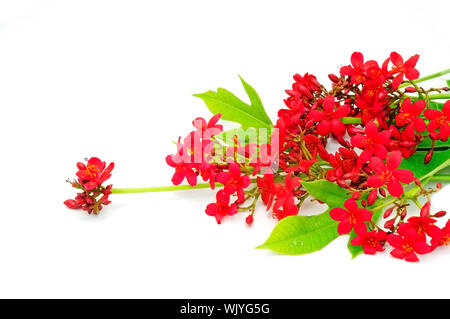 Fleur rouge, Peregrina, épicé, jatropha le jatropha, feuilles de coton rose fleur jatropha isolé sur un fond blanc Banque D'Images