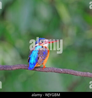 Kingfisher, femme bleu hibou bleui Kingfisher (Alcedo meninting) sur une branche Banque D'Images