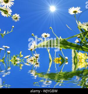 Daisy flower et de l'eau reflet montrant concept d'été Banque D'Images