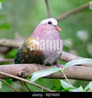 Bel oiseau vert émeraude, une colombe (Chalcophaps indica), assis sur une branche Banque D'Images