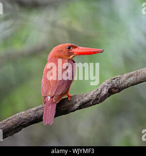 Beau mâle rouge, Kingfisher Kingfisher Ruddy (Halcyon coromanda), debout sur une branche, profil arrière Banque D'Images