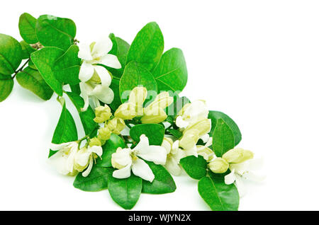 Fleur blanche, Orang Jessamine (Murraya paniculata) ou la Chine Fort Arbre, citronnier, Andaman isolé sur fond blanc Banque D'Images