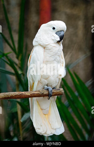 Belle couleur rose pâle, Cacatoès cacatoès des Moluques ou Seram (Cacatua moluccensis), debout sur une branche Banque D'Images