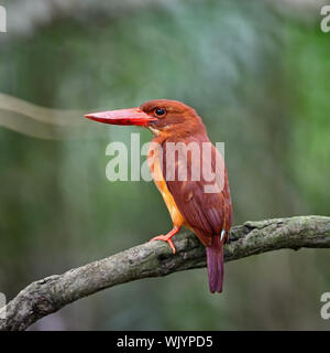 Beau mâle rouge, Kingfisher Kingfisher Ruddy (Halcyon coromanda), debout sur une branche, profil arrière Banque D'Images