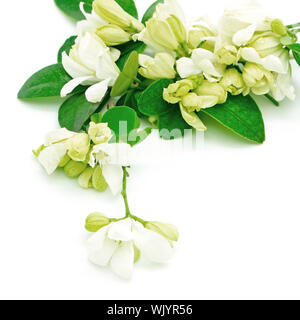 Fleur blanche, Orang Jessamine (Murraya paniculata) ou la Chine Fort Arbre, citronnier, Andaman isolé sur fond blanc Banque D'Images