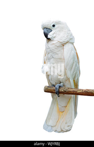 Belle couleur rose pâle, Cacatoès cacatoès des Moluques ou Seram (Cacatua moluccensis), debout sur une branche Banque D'Images