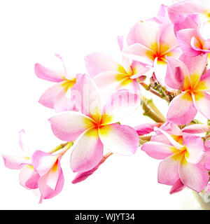 Belle pink plumeria ou Fangipani fleur, isolé sur fond blanc Banque D'Images