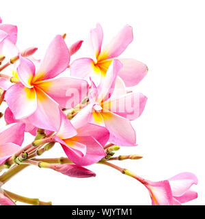 Belle pink plumeria ou Fangipani fleur, isolé sur fond blanc Banque D'Images