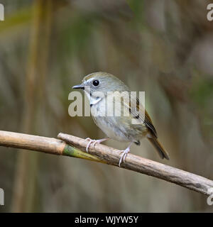 Petit oiseau, blanc-gorgeted Flycatcher Ficedula ( monileger), debout sur une branche, portrait Banque D'Images