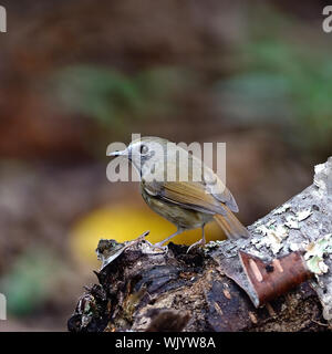 Petit oiseau, blanc-gorgeted Flycatcher Ficedula ( monileger), debout sur le journal, profil arrière Banque D'Images