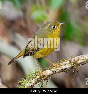 Bel oiseau jaune, Golden femelle Tarsiger Robin Bush (chrysaeus), debout sur une branche, portrait Banque D'Images