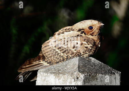 Brown oiseau de nuit, or (Indien) asiaticus, couchée sur le kilomètre's Road dans la nuit Banque D'Images
