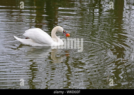 Cygne muet close up nom Latin Cygnus olor famille des anatidés de jouer avec et d'alimentation sur une pomme sur une rivière de printemps à Oxford Banque D'Images