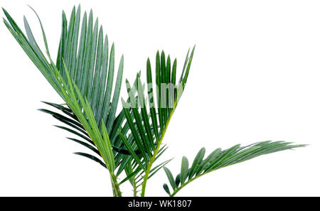 Green Palm Leafs de Chrysalidocarpus Areca isolé sur fond blanc Banque D'Images