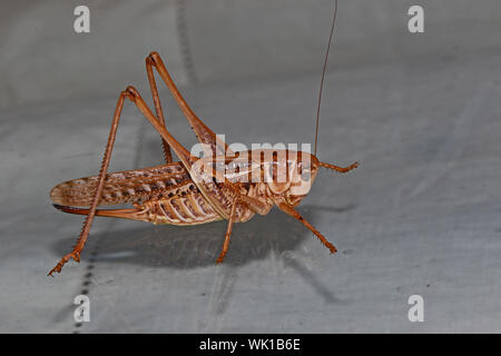 Méditerranée dectique verrucivore, verrue-morsure ou face blanche latine cricket decticus albifrons ou decticus verrucivorus sur une fenêtre en verre en été en Italie Banque D'Images