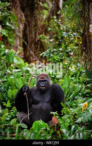 Portrait de l'homme Gorille de plaine de l'ouest.Le mâle d'un gorille pose devant l'appareil photo. Un habitat indigène Banque D'Images