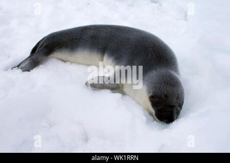 Bébé phoque à capuchon (Cystophora cristata) dans l'Arctique canadien Banque D'Images