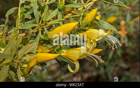 Fleurs jaune vif et vert feuillage de Eremophila maculata jaunes, les fleurs sauvages d'Australie, Bush l'UEM Banque D'Images