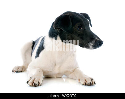 Portrait d'une lisse de race fox terrier in front of white background Banque D'Images