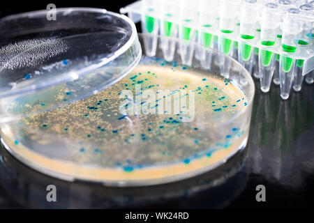 Cueillette de colonies bactériennes pour le clonage d'ADN Banque D'Images