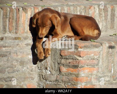 Un beau chien appréciant dormir sous la lumière du soleil- Tbilissi - Géorgie Banque D'Images