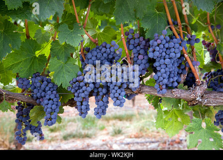 Succulentes incroyable du raisin sur la vigne juste avant la récolte Banque D'Images