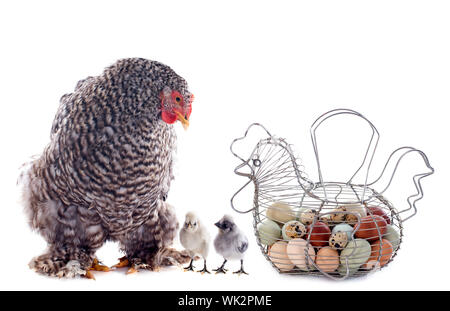 Panier d'oeufs et de poussins de poulet in front of white background Banque D'Images