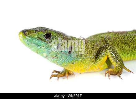Lacerta bilineata in front of white background Banque D'Images